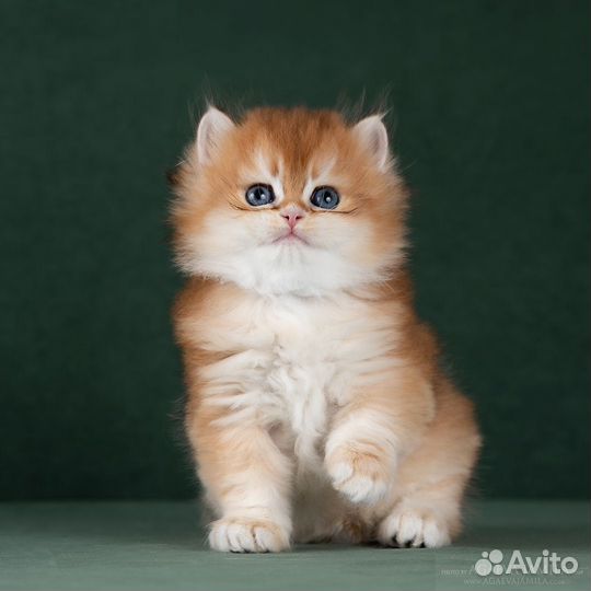 Золотые британские длинношерстные шиншиллы