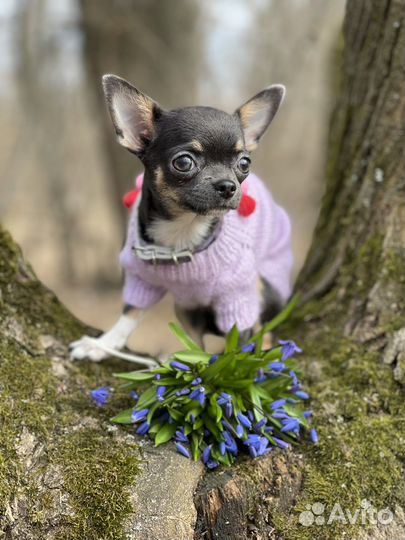 Одежда для собак