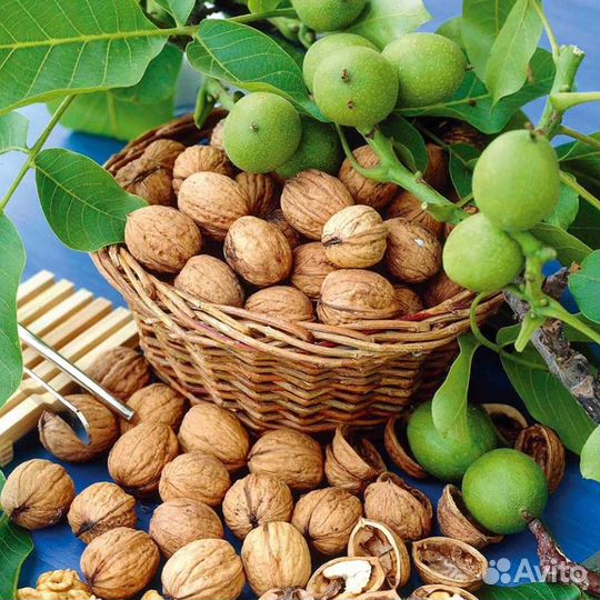 Саженцы орех грецкий Кыргызский, орех северный