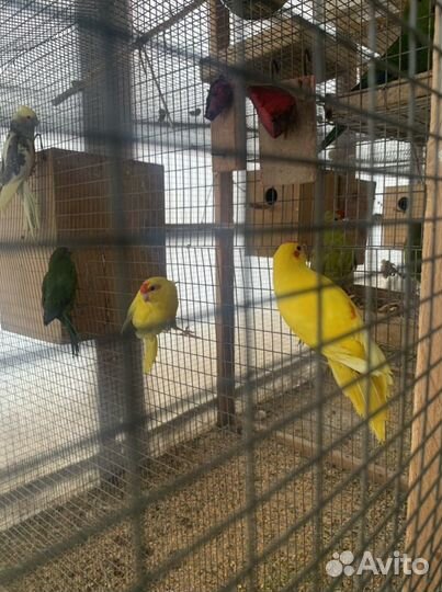 Кореллы и какарики