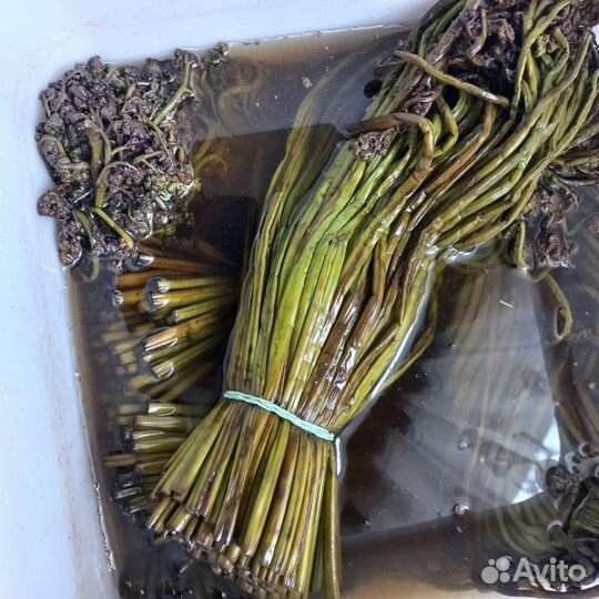 Папоротник орляк соленый