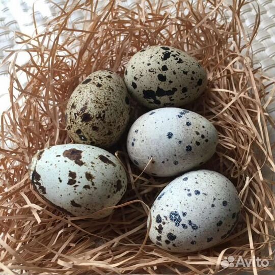 Яйца перепелиные домашние