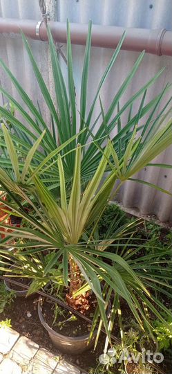 Пальма веерная