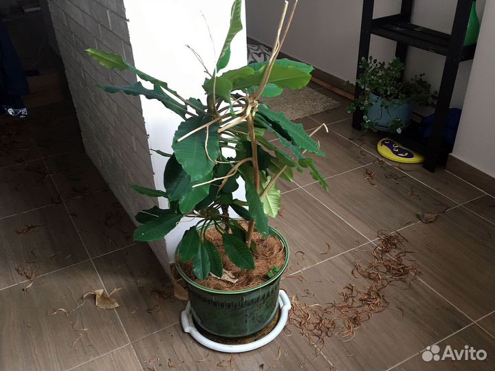 Молочай беложилковый 1,5 м в большой плошке