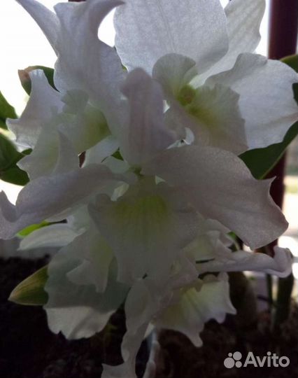 Дендробиум черенок