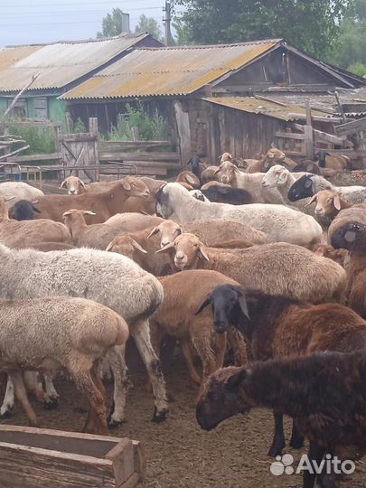Курдючные бараны овцы