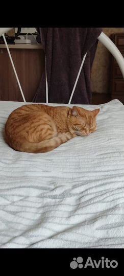 Отдам кота