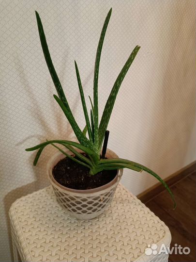 Алоэ вера. Столетник. Лечебный. Каланхоэ жёлтое