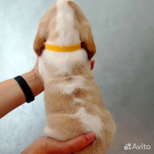 Щенки бигль питомник