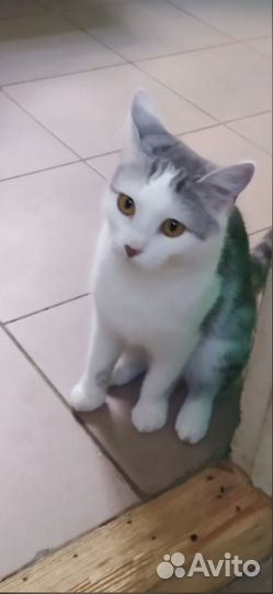 В добрую семью