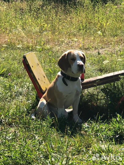 Щенки Бигля