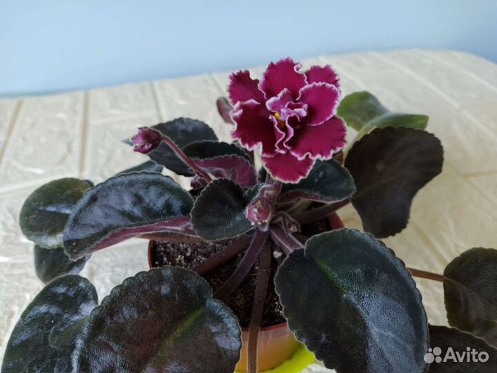 Фиалка сортовая