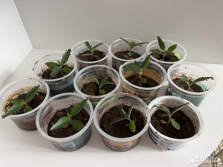 Каланхоэ лечебное