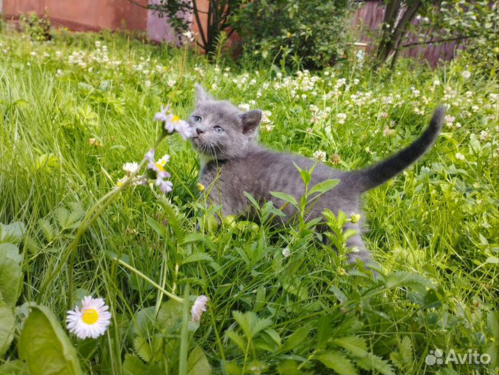 Котята бесплатно 1 месяц