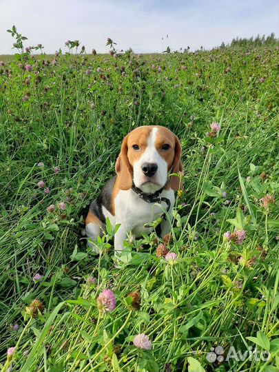 Бигль вязка