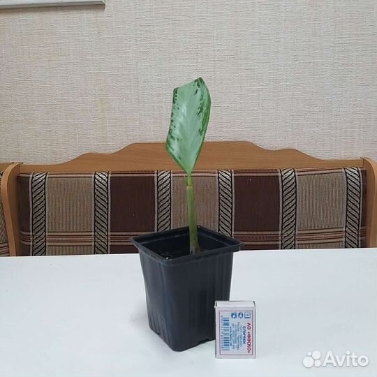 Аглаонема сильвер бей и Крит