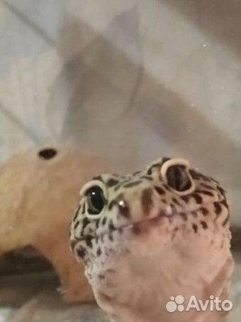 Геккон эублефар