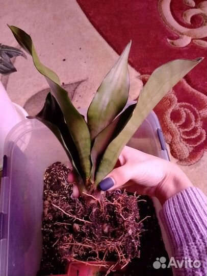 Сансевиерия moonshine