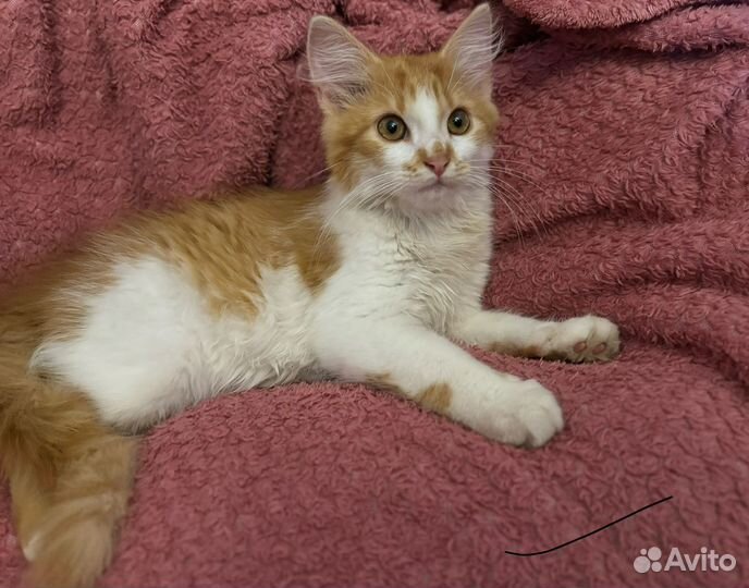 Чья потеряшка