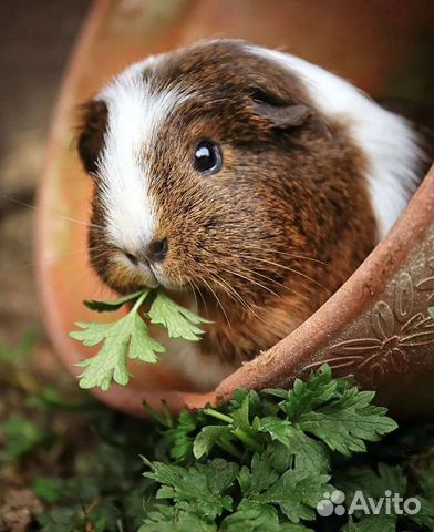 Морские свинки. Клетки. Доставка