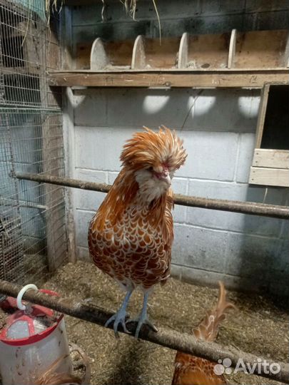 Петушки и цыплята разных чистокровных пород