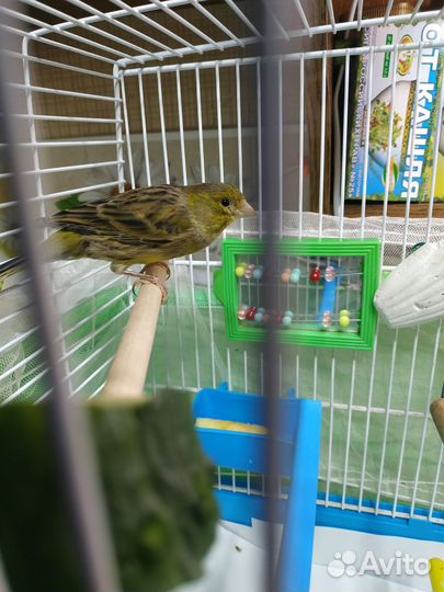 Канарейка- самка