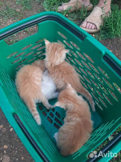 Кошки в добрые руки бесплатно