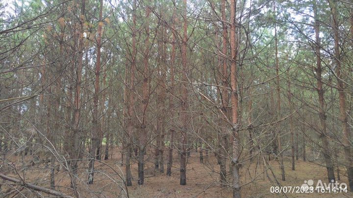 Отдам дрова бесплатно самовывоз