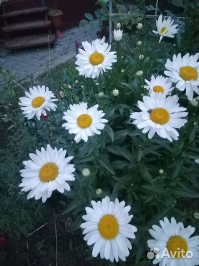 Ромашка белая