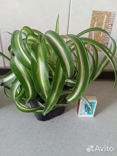 Хлорофитум Бонни кудрявый