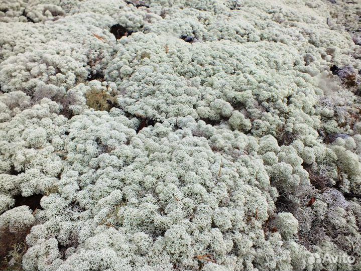 Мох ягель живой