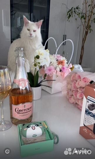 Кот мейн-кун вязка