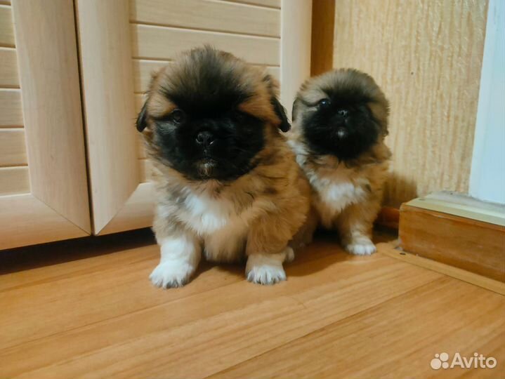 Щенки пекинеса