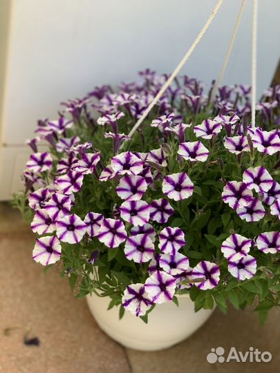 Петунья и сурфиния