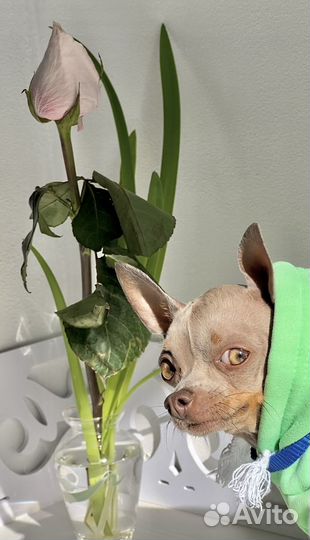 Мини той-терьер вязка