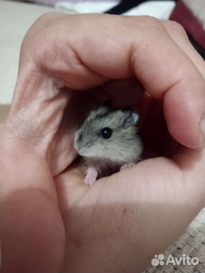 Джунгарский хомяк