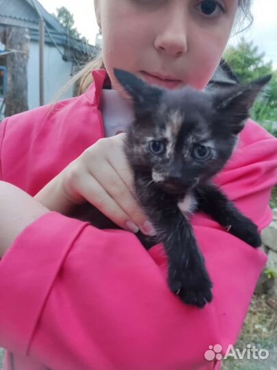 Котята ищут дом