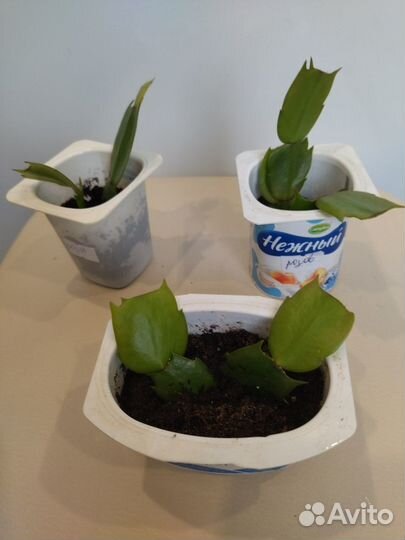 Декабрист белый (Шлюмбергера)