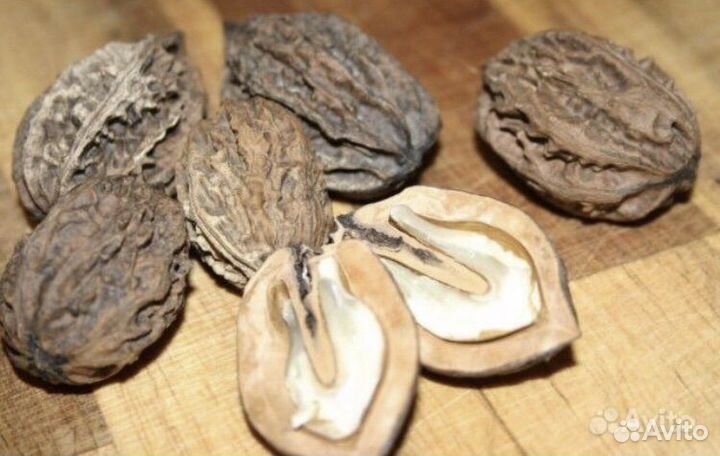 Маньчжурский орех саженцы