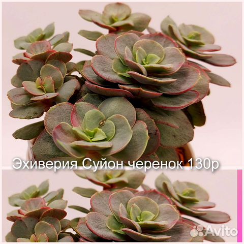 Суккуленты