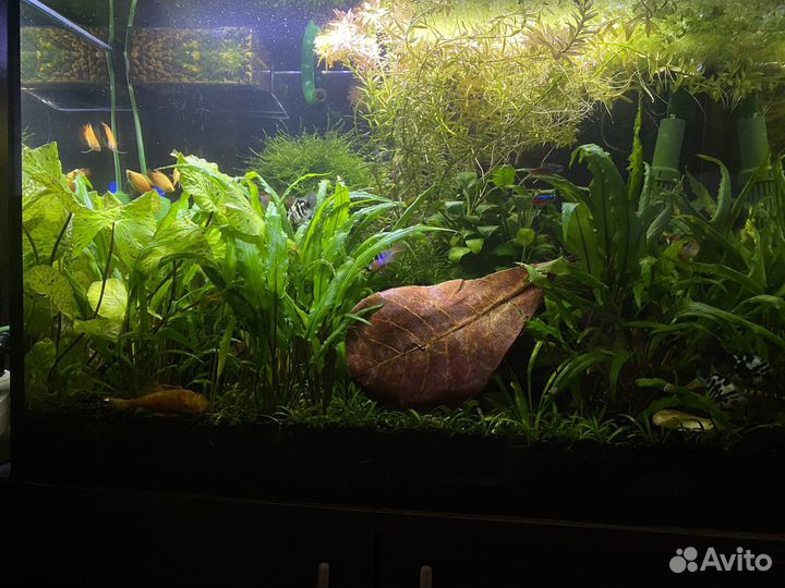 Аквариум / Креветки вишни / гуппи / мелании