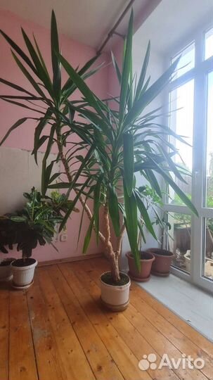 Пальма юкка