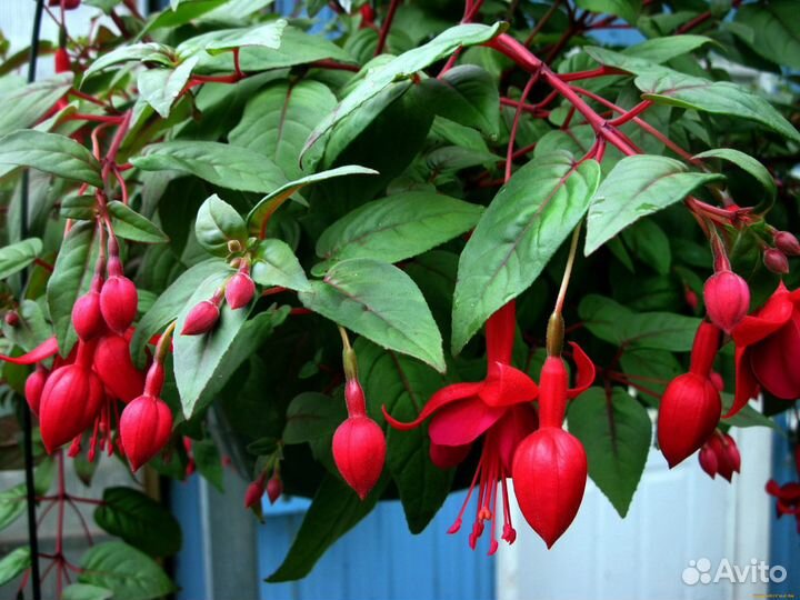 Ростки цветка-Фуксии и (другие цветы)