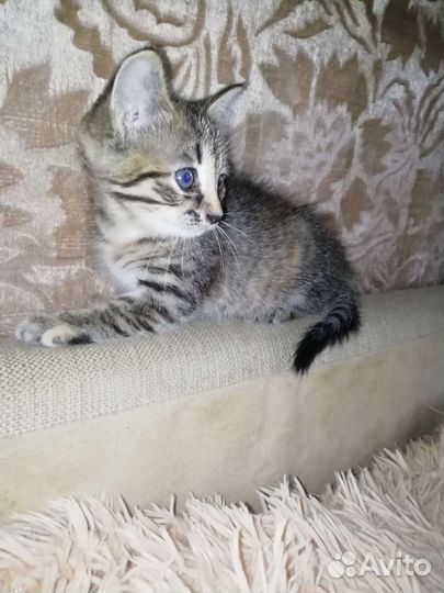 Кошечка в добрые руки
