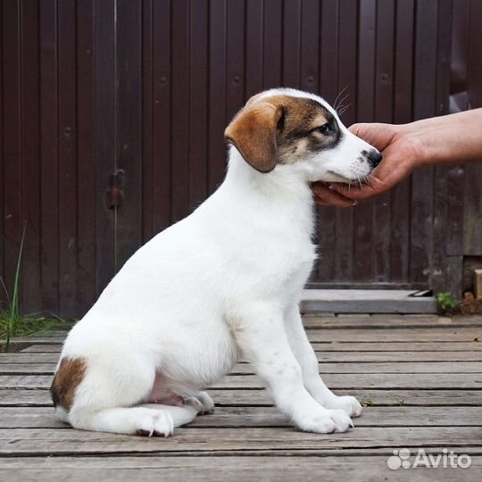 Троемалышейметисывдобрыеруки