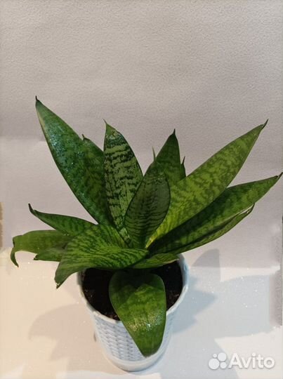 Сансевиерия Ханни Грин крупная