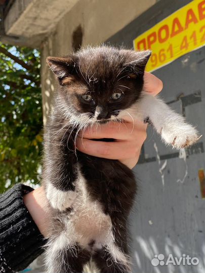 Котенок девочка в добрые руки