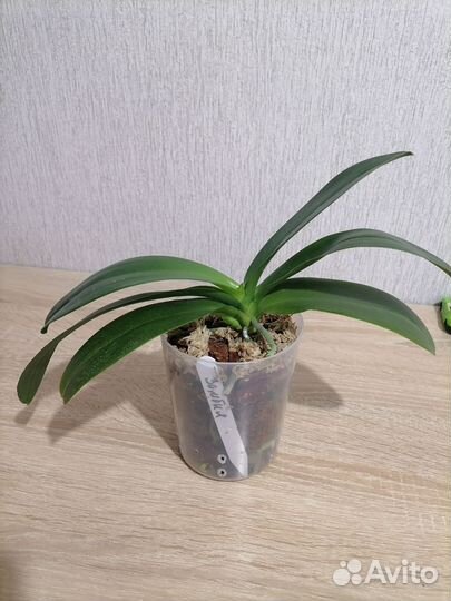 Орхидея фаленопсис