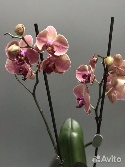 Орхидея фаленопсис