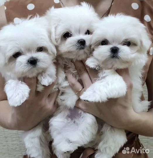 Мальтезе девочки